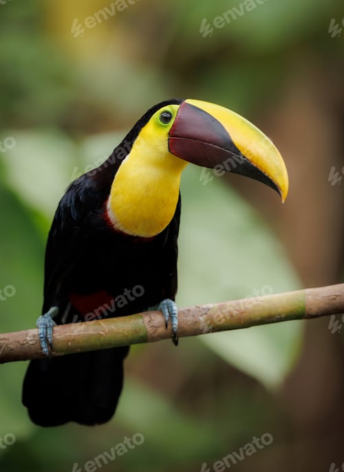 Preview: A Toucan in Costa Rica