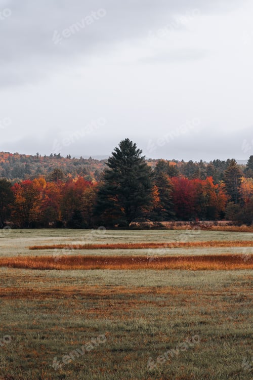 Preview: Trees with colorful autumn foliage in New Hampshire, USA