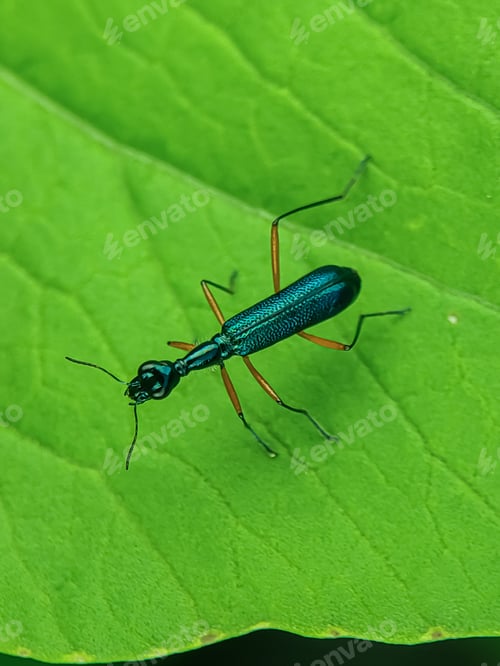 Preview: Tiger beetles on green leaf.