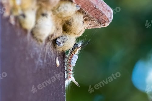 Preview: Western tussock moth caterpillar and chrysalises