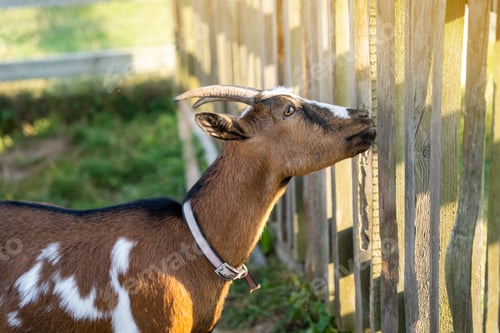 Preview: A brown and white home horned goat stands near a fence on a farm