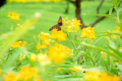 Preview: Selective focus of a butterfly in a yellow flower field on a blurry background