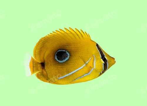 Preview: Yellow butterflyfish swimming underwater isolated green background