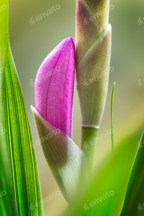 Preview: Detail of Bletilla striata china orchid pink flower buds.