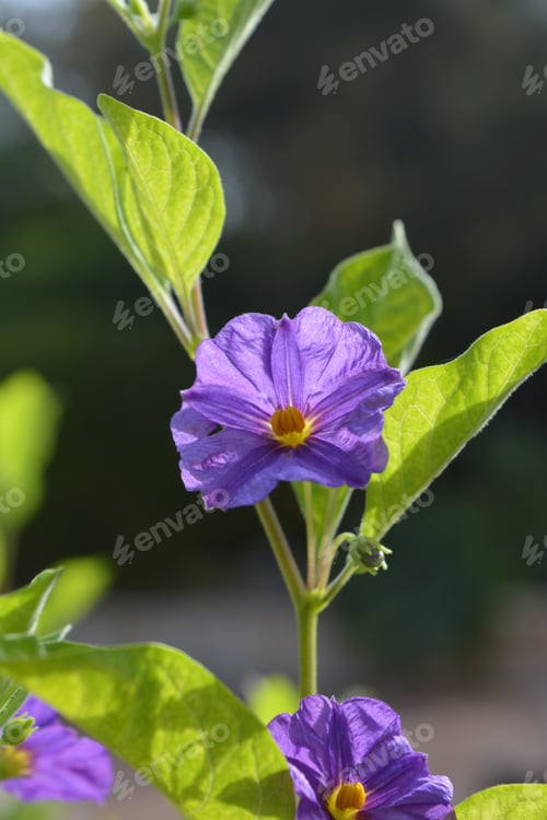 Preview: Blue potato bush flower, also known as Lycianthes rantonnetii