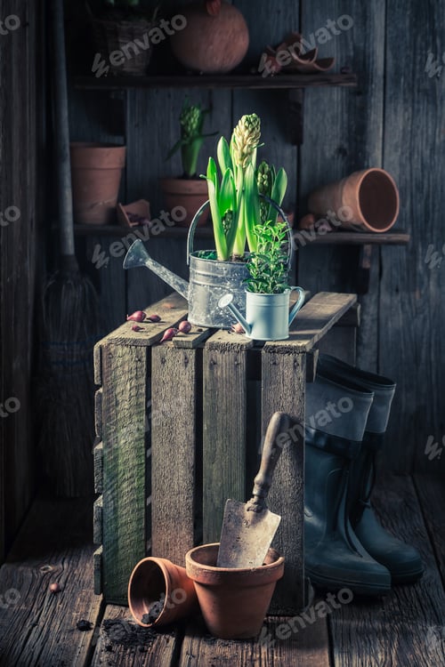 Preview: Small green plants and old gardening tools