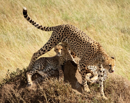 Preview: A Beautiful Wildlife in the World in pictures