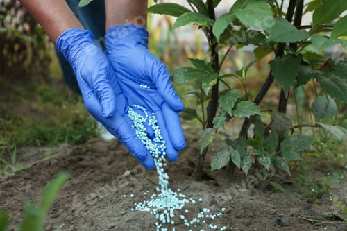 Preview: Gardening time. Woman pouring fertilizer onto soil under plant outdoors, closeup