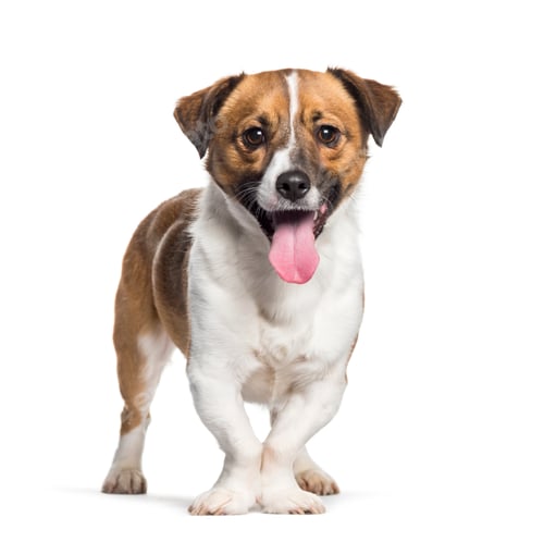 Preview: Panting Mixed-breed dog standing against white background