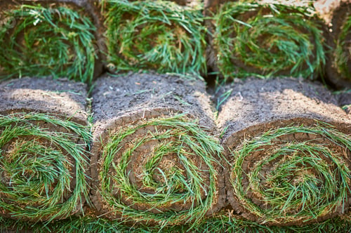 Preview: Grass turf rolls stacked for landscaping and gardening projects, showing fresh greenery and soil