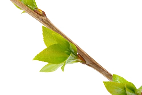 Preview: Branch aspen tree with spring buds isolated on white