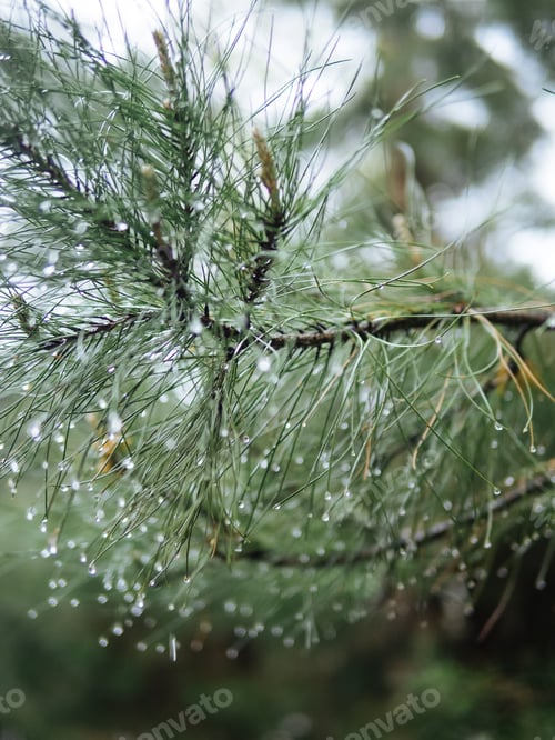 Preview: coniferous branch in drops