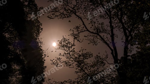 Preview: Silhouetted trees and full moon night scene
