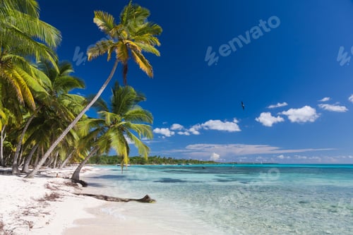 Preview: Coconut Palm trees on white sandy beach in Saona island, Dominican Republic