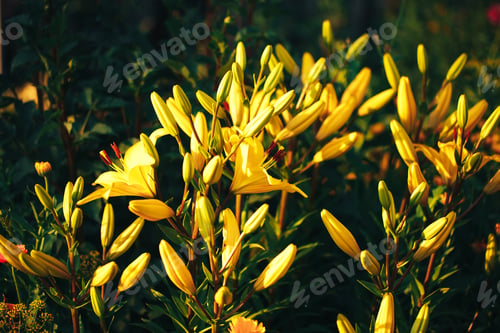 Preview: Beautiful yellow lily in the garden outdoors, lily blossom, spring time, nature bloom