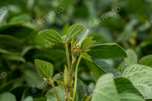 Preview: Young soybean plants with flowers on soybean cultivated field