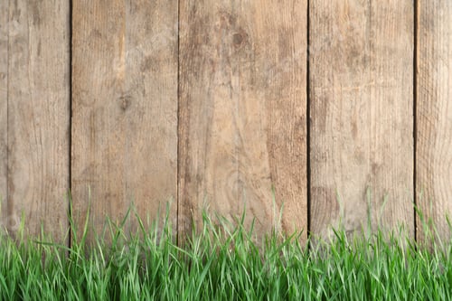 Preview: Fresh green grass near wooden fence. Space for text