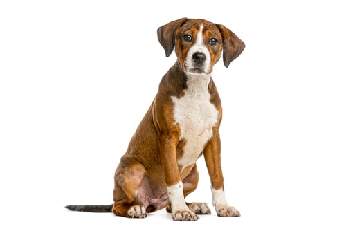 Preview: Puppy crossbreed sitting and looking on white background
