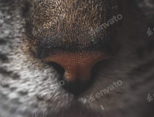 Vorschau: extreme Nahaufnahme einer Katzenfellnase