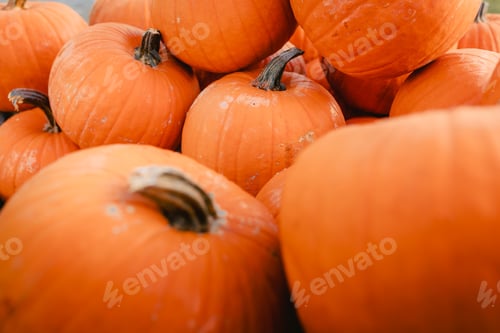 Preview: Detail of pile of pumpkins for Halloween festivities