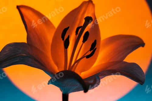 Vorschau: Lily flower under neon light