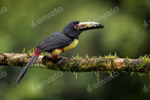 Preview: Toucan in Costa Rica