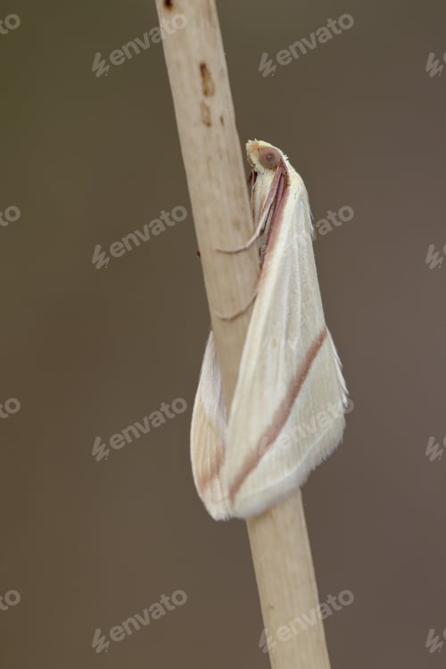 Preview: Vertical closeup shot of a vestal moth of the family Geometridae perched on a grass