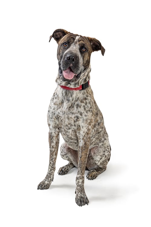 Preview: Friendly Happy Big Dog Sitting on White
