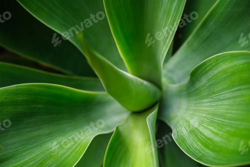 Preview: Agave attenuata aka foxtail agave or lion's tail agave leaves