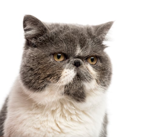 Preview: Close-up of a Persian in front of a white background