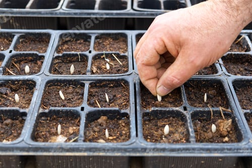 Preview: Caucasian gardener's hand planting seed on a small po