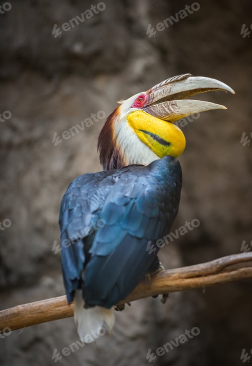 Preview: Wreathed Hornbill Bird Rhyticeros undulatus