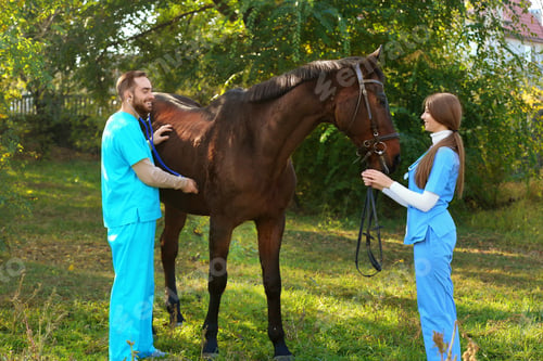 Preview: Veterinarians in uniform examining beautiful brown horse outdoors