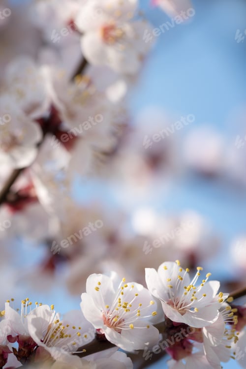 Preview: Branches of a flowering apricot