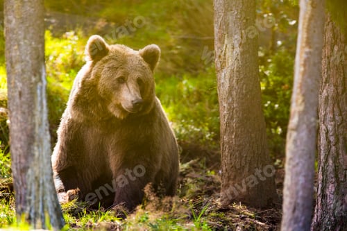 Preview: Large adult brown bear in the forest