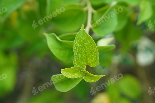 Preview: Gymnema Sylvestre Medicinal Plant Leaves. Gurmar organic Plant