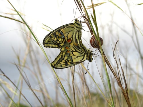 Preview: Pair of mating Maltese Swallowtail butterflies next to a snail