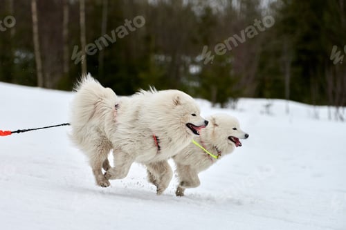 Preview: Running Samoyed dog on sled dog racing