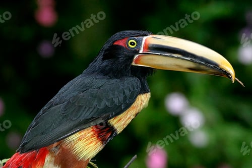 Preview: Collared Aracari, Mindo Nambillo Cloud Forest Reserve, Ecuador