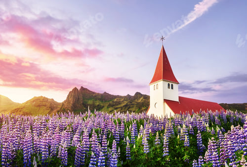 Preview: Lutheran church in Vik. The picturesque landscapes of forests and mountains. Wild blue lupine