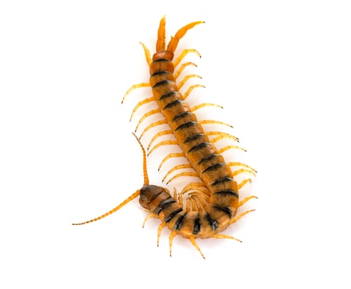 Preview: Scolopendra in studio