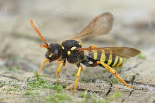 Preview: Closeup of a colorful black and yellow female Gooden's nomad bee, Nomada goodeniana standing
