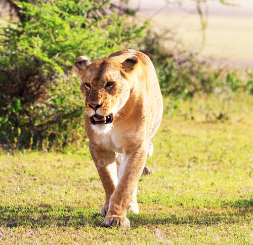Preview: A Beautiful wildlife in the World