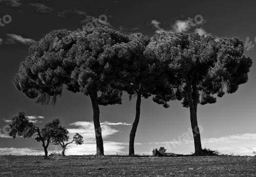 Preview: Tall trees in a field under a dramatic sky.