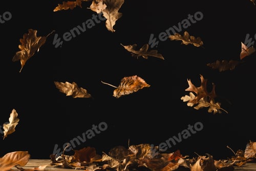 Preview: Autumn leaves falling with copy space on black background
