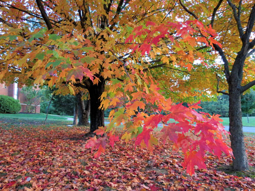 Preview: Autumn