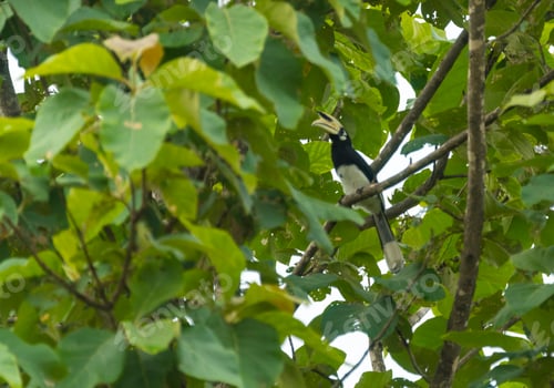 Preview: The oriental pied hornbill (Anthracoceros albirostris)