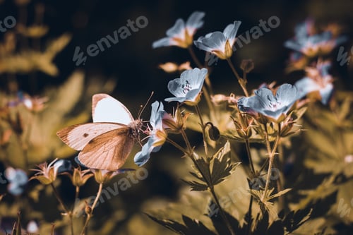 Preview: Beautiful natural background