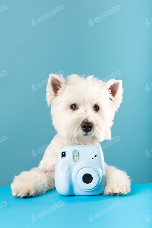 Preview: White dog with a camera on a blue background