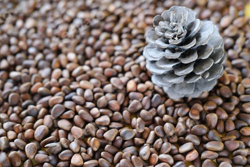 Preview: unpeeled cedar nuts and a pine cone background. rich in unsaturated fats food for brain boost